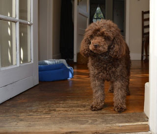 blogpoodle