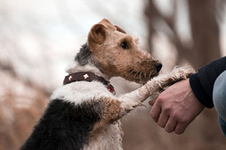 pawshake
