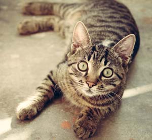 tabby cat